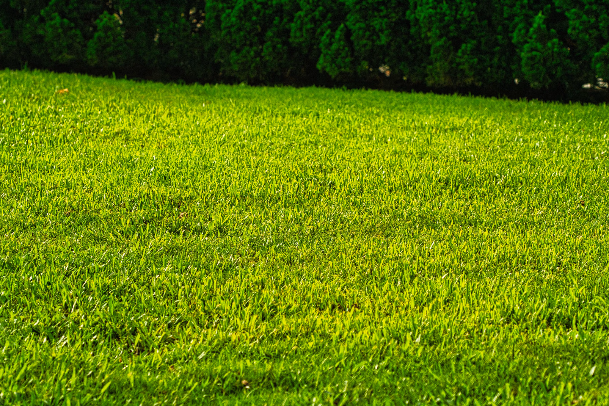Executive-level lawn maintenance for distinguished Red Deer properties